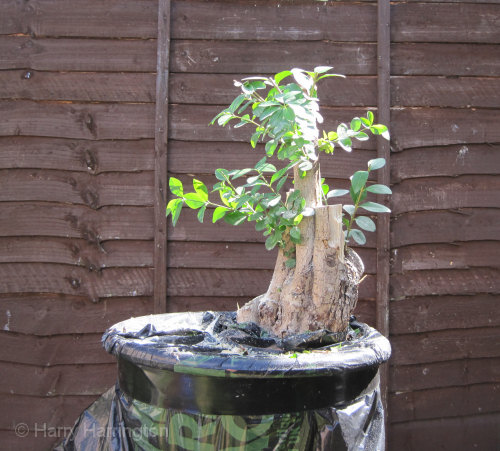 Large Privet Bonsai Progression 